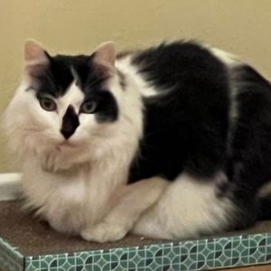 Meet your Posher, Benjamin